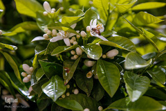 بهار در بهشت