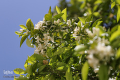 بهار در بهشت