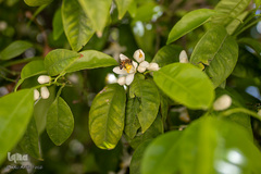 بهار در بهشت