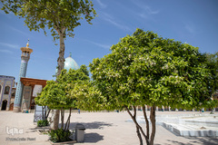 بهار در بهشت