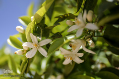 بهار در بهشت