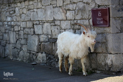 حضور حیوانات در شهر ها