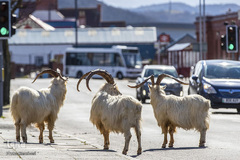 حضور حیوانات در شهر ها