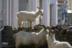 حضور حیوانات در شهر ها