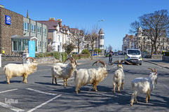 حضور حیوانات در شهر ها