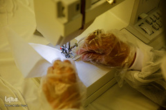 حرم شاهچراغ باز شد!