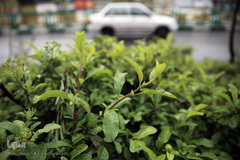 باران بهاری در تهران