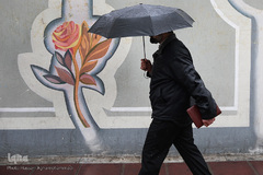 باران بهاری در تهران