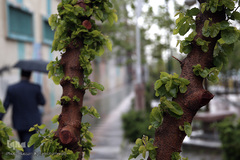 باران بهاری در تهران