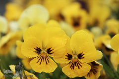 باران بهاری در تهران