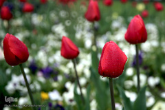 باران بهاری در تهران