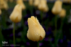 باران بهاری در تهران