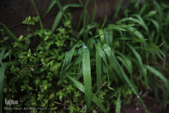 باران بهاری در تهران