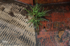 باران بهاری در تهران