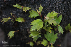 باران بهاری در تهران