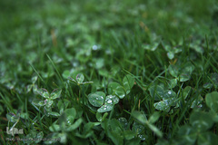 باران بهاری در تهران