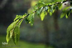 باران بهاری در تهران