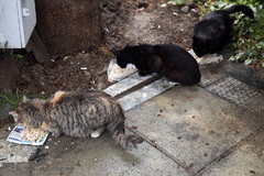 باران بهاری در تهران