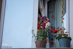 کاروان جشن میلاد امام زمان(عج) در شیراز