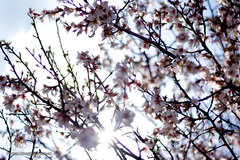 صدای پای بهار در تفرجگاه ائل‌گلی تبریز