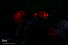 صدای پای بهار در تفرجگاه ائل‌گلی تبریز