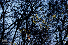 صدای پای بهار در تفرجگاه ائل‌گلی تبریز