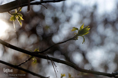 صدای پای بهار در تفرجگاه ائل‌گلی تبریز