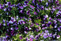 صدای پای بهار در تفرجگاه ائل‌گلی تبریز