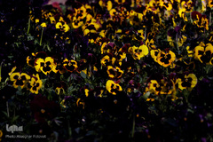 صدای پای بهار در تفرجگاه ائل‌گلی تبریز