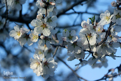 صدای پای بهار در تفرجگاه ائل‌گلی تبریز