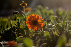 صدای پای بهار در تفرجگاه ائل‌گلی تبریز