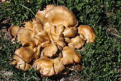 باز به صحرا رسید کوکبه ی نوبهار...