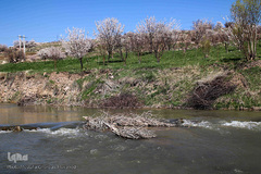 باز به صحرا رسید کوکبه ی نوبهار...