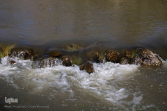 باز به صحرا رسید کوکبه ی نوبهار...