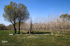 باز به صحرا رسید کوکبه ی نوبهار...