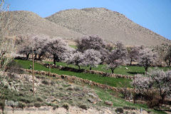 باز به صحرا رسید کوکبه ی نوبهار...