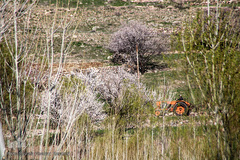باز به صحرا رسید کوکبه ی نوبهار...