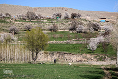 باز به صحرا رسید کوکبه ی نوبهار...