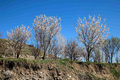 باز به صحرا رسید کوکبه ی نوبهار...