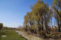 باز به صحرا رسید کوکبه ی نوبهار...