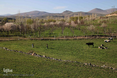 باز به صحرا رسید کوکبه ی نوبهار...