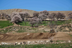 باز به صحرا رسید کوکبه ی نوبهار...