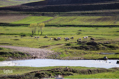 باز به صحرا رسید کوکبه ی نوبهار...