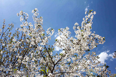 باز به صحرا رسید کوکبه ی نوبهار...