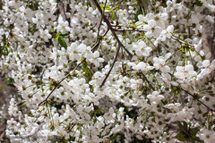 باز به صحرا رسید کوکبه ی نوبهار...