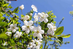 باز به صحرا رسید کوکبه ی نوبهار...