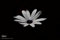 گل فرش تبریز