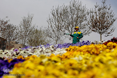 گل فرش تبریز