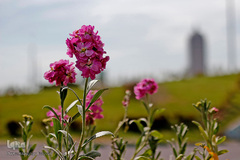 گل فرش تبریز