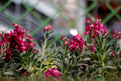 گل فرش تبریز